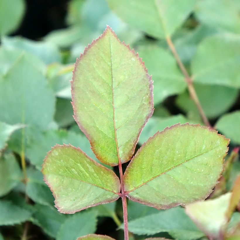 Rosier grimpant Shining Beauty (Feuillage)