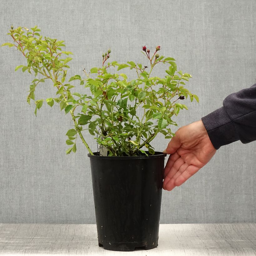 Spécimen de Rosier grimpant Siluetta Crimson Pot de 4L/5L tel que livré en été