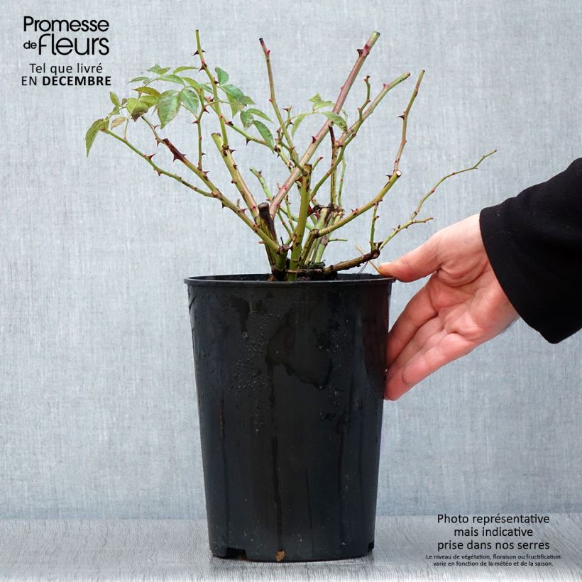 Spécimen de Rosier grimpant Siluetta Lavender Pot de 4L/5L tel que livré en automne
