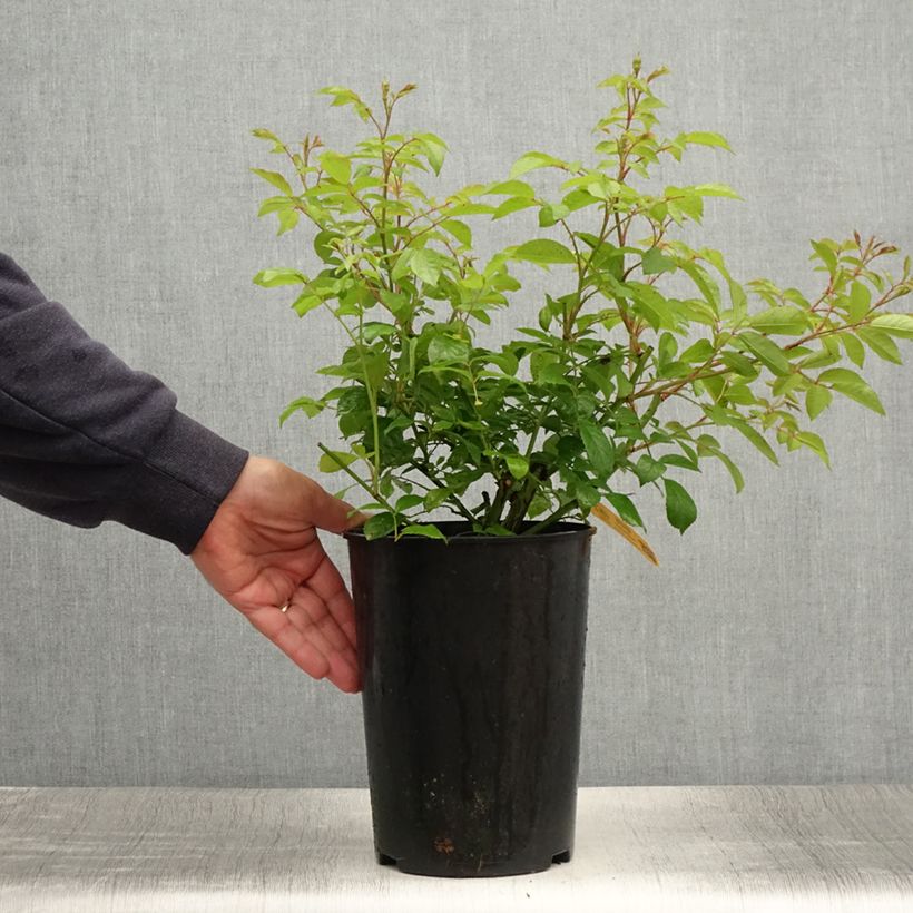 Spécimen de Rosier grimpant Siluetta Lavender Pot de 4L/5L tel que livré en été