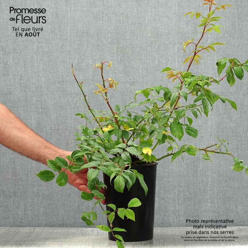 Spécimen de Rosier grimpant Siluetta Romantic Pot de 4L/5L tel que livré en été