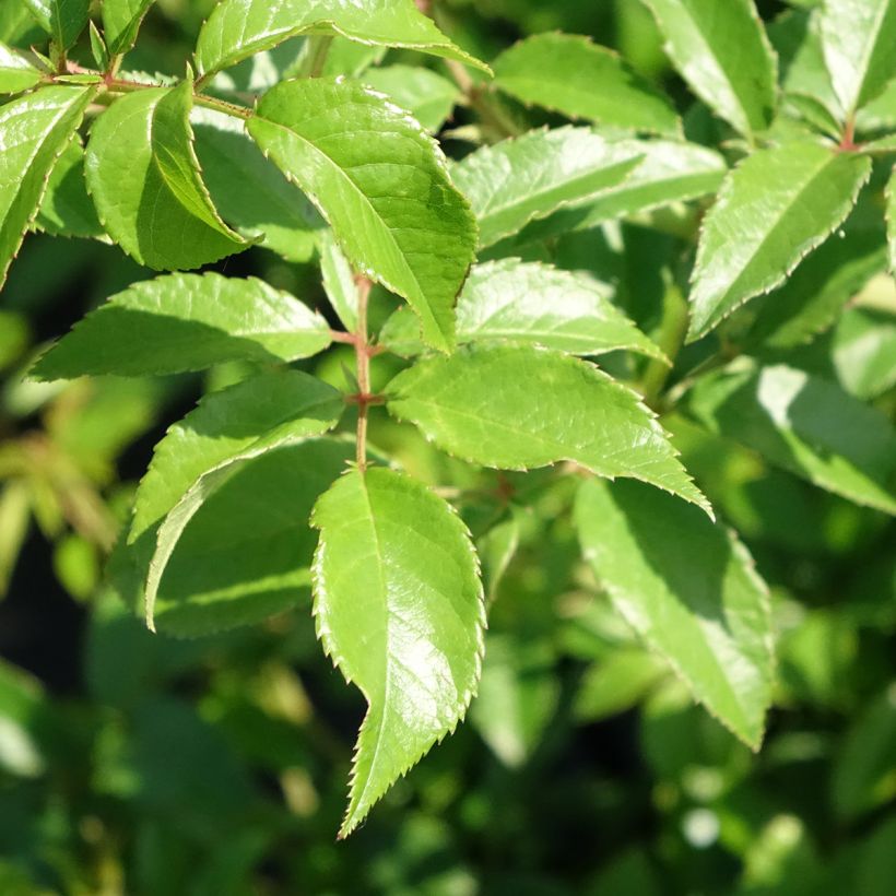 Rosier grimpant Siluetta Sunny (Feuillage)