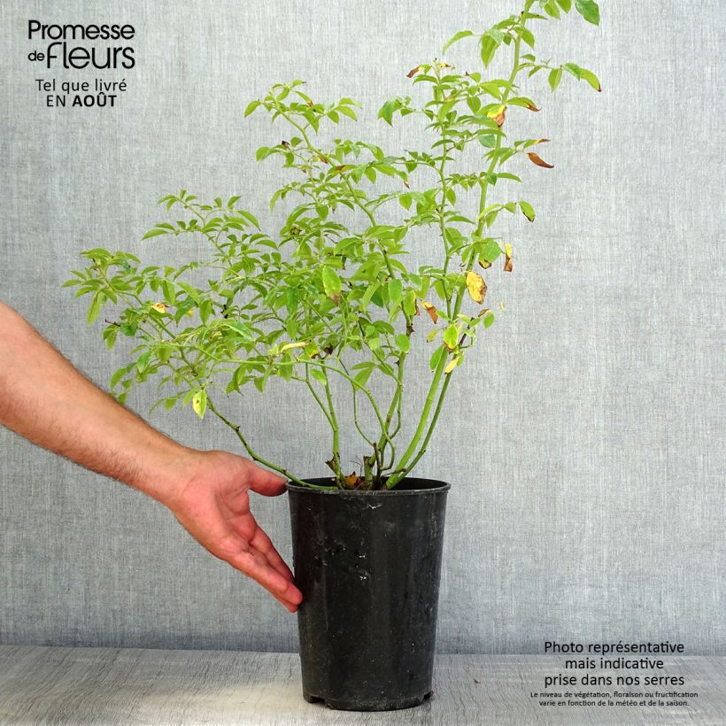 Spécimen de Rosier grimpant Siluetta Sunny Pot de 4L/5L tel que livré en été