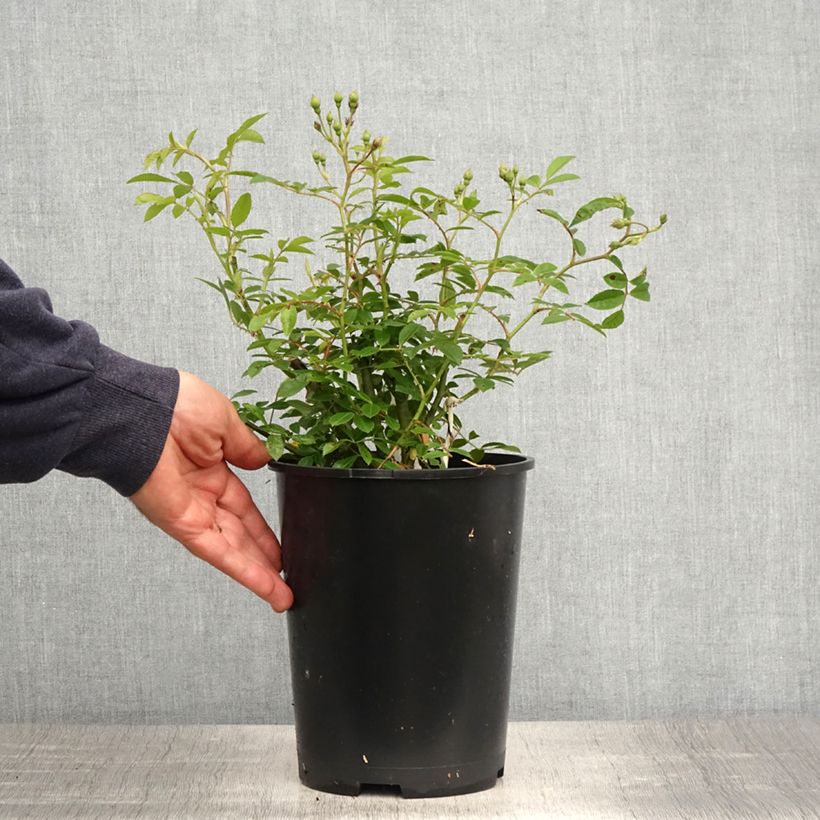 Spécimen de Rosier grimpant Siluetta Sunny - Pot de 4L/5L tel que livré au printemps