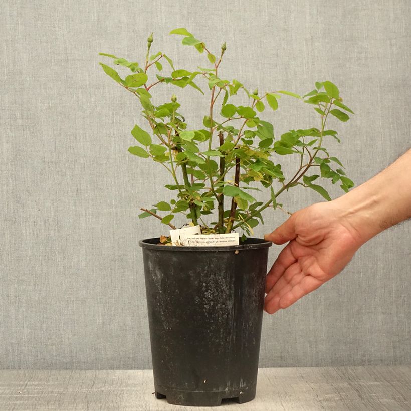 Spécimen de Rosier grimpant Sourire d'Isabelle - Pot de 4L/5L tel que livré au printemps