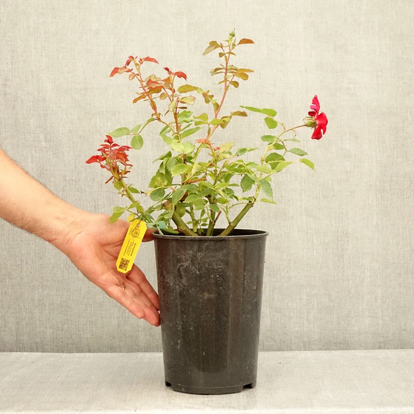 Spécimen de Rosier grimpant Sympathie Pot de 4L/5L tel que livré en été