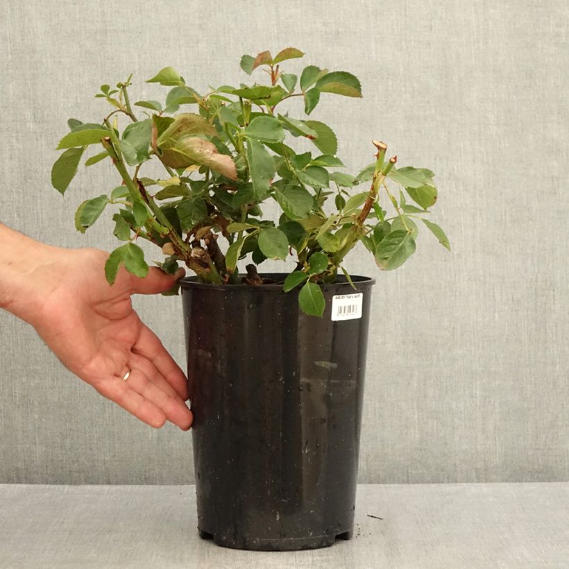 Spécimen de Rosier grimpant That's Jazz Pot de 4L/5L tel que livré en été