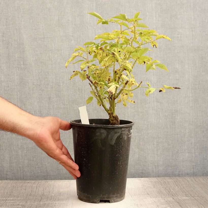 Spécimen de Rosier grimpant Veilchenblau Pot de 4L/5L tel que livré en été
