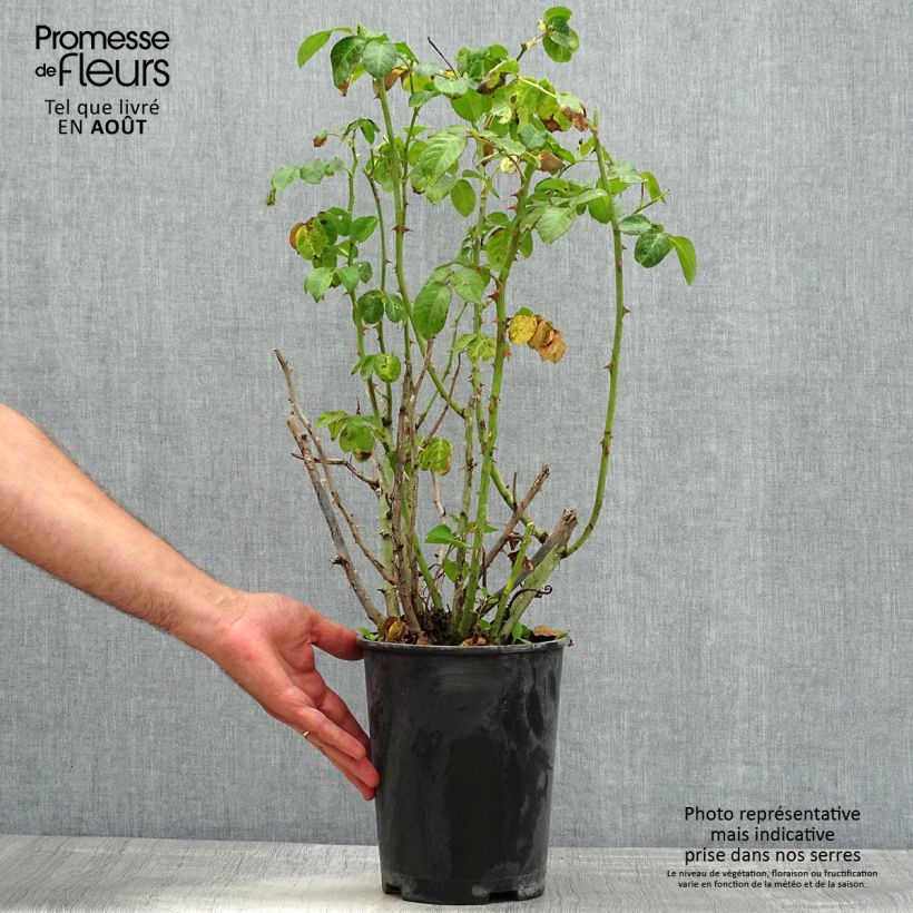 Spécimen de Rosier grimpant Vihaïpi Pot de 4L/5L tel que livré en été