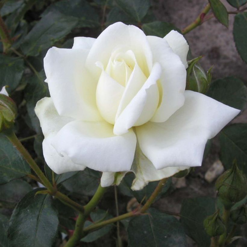 Rosier grimpant White New Dawn (Floraison)