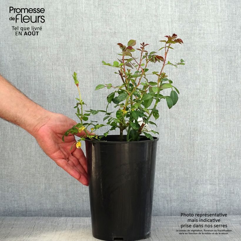 Spécimen de Rosier grimpant White New Dawn Pot de 4L/5L tel que livré en été