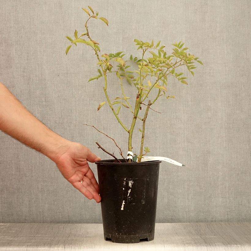 Spécimen de Rosier grimpant Wilderode Pot de 4L/5L tel que livré en été