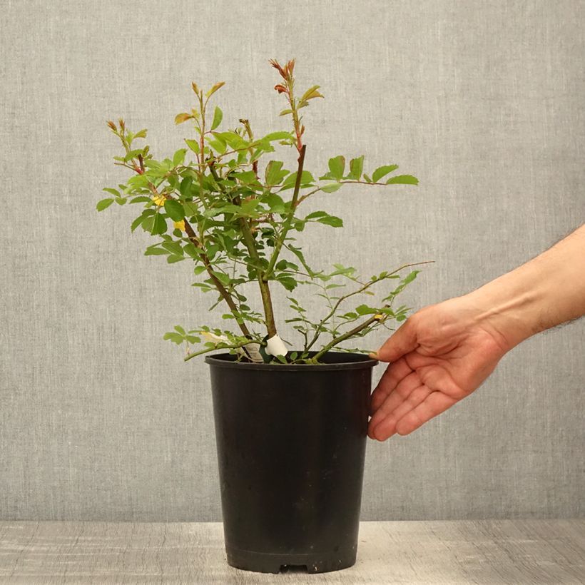 Spécimen de Rosier grimpant Wilderode - Pot de 4L/5L tel que livré au printemps