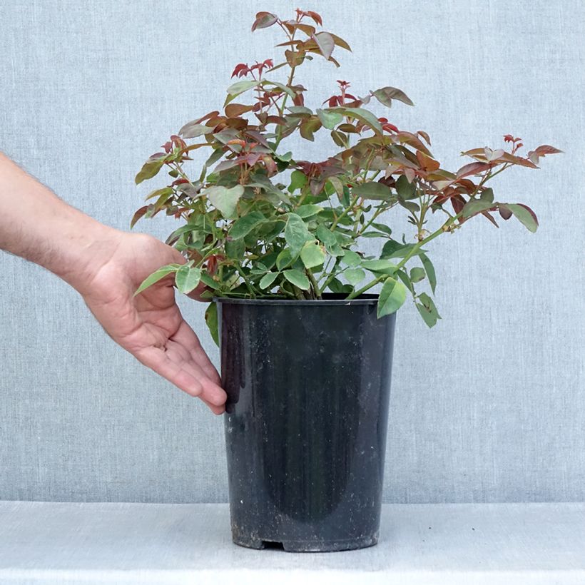 Spécimen de Rosier grimpant Zephirine Drouhin Pot de 4L/5L tel que livré en été