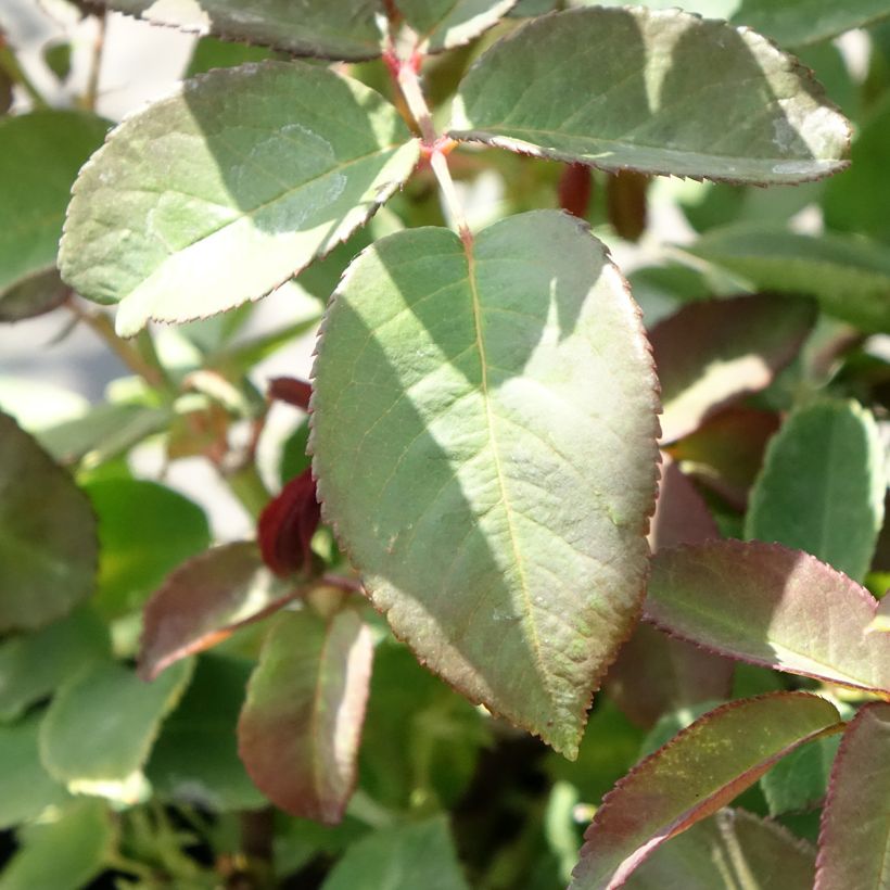 Rosier grimpant Zephirine Drouhin (Feuillage)