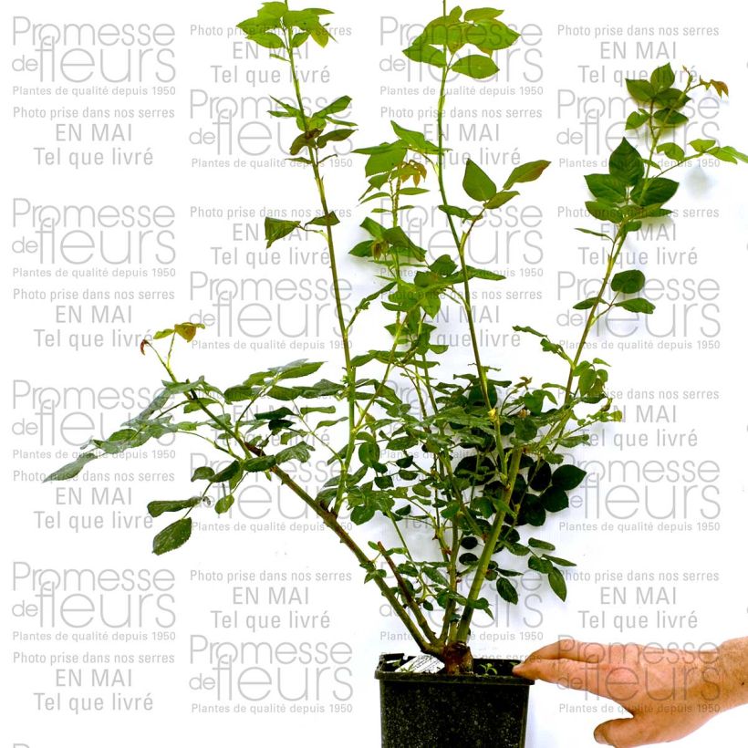 Exemple de spécimen de Rosier David Austin Heritage en pot de 4L tel que livré