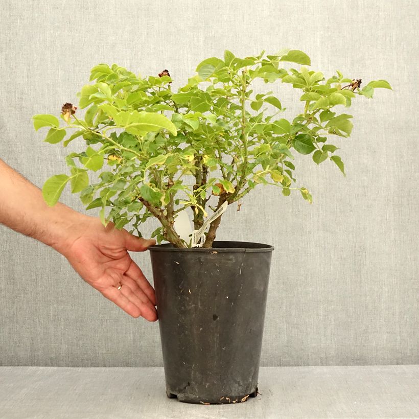 Spécimen de Rosier Jardin des Tuileries - Rosier buisson à fleurs groupées Pot de 3L/4L tel que livré en été