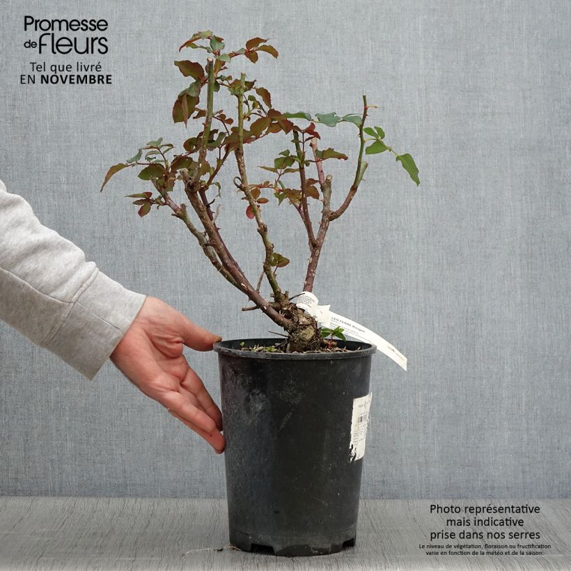 Spécimen de Rosier Leo Ferré  Pot de 4L/5L tel que livré en automne