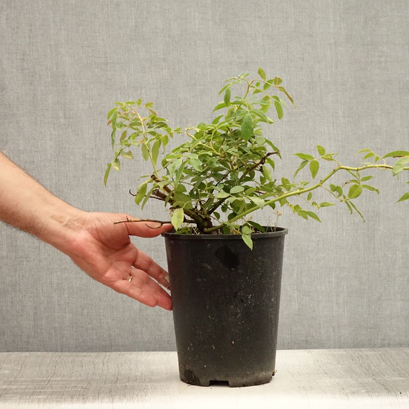 Spécimen de Rosier liane Albéric Barbier Pot de 4L/5L tel que livré en été