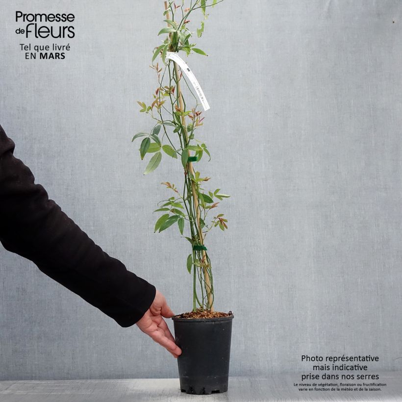 Spécimen de Rosier liane banksiae Purezza Pot de 2L/3L tel que livré au printemps