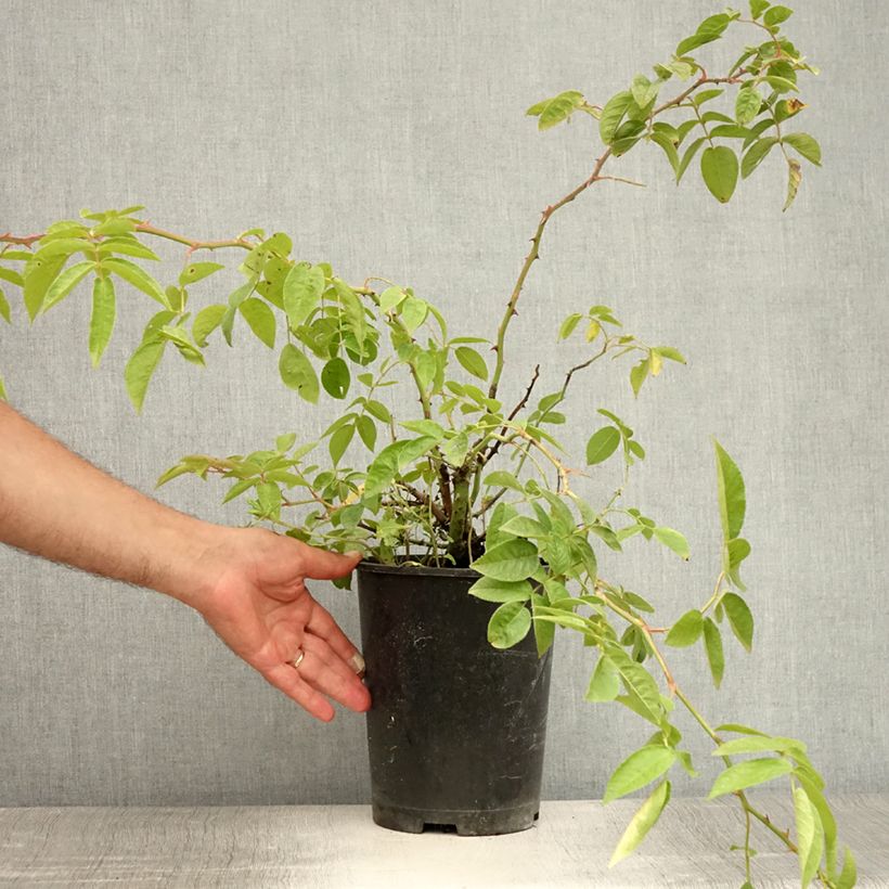 Spécimen de Rosier liane Bobbie James Pot de 4L/5L tel que livré en été