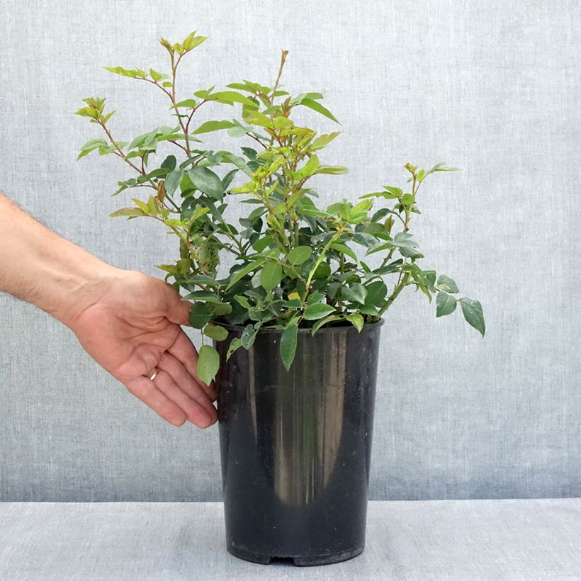 Spécimen de Rosier liane Félicité et Perpétue Pot de 4L/5L tel que livré en été