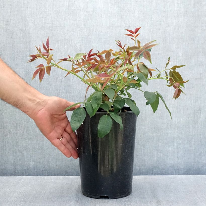 Spécimen de Rosier liane filipes Kiftsgate Pot de 4L/5L tel que livré en été