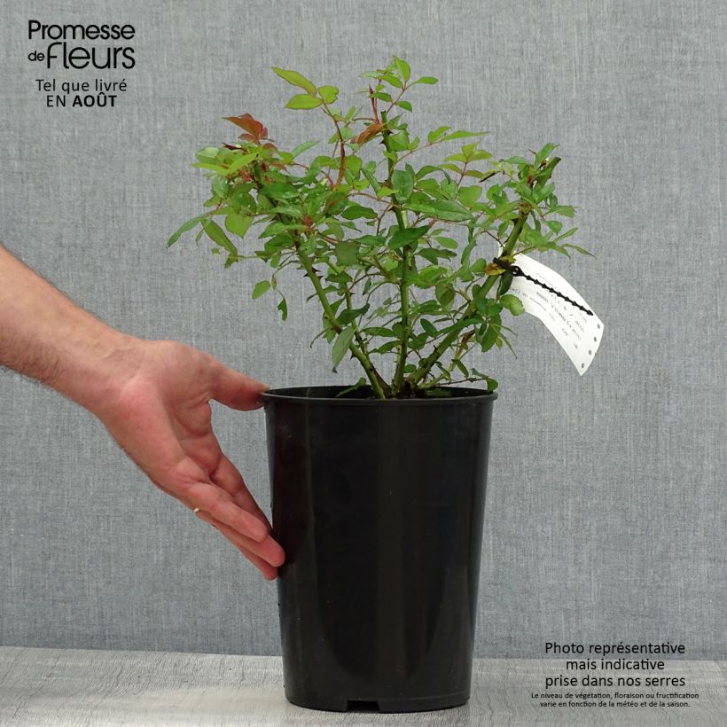 Spécimen de Rosier liane Francis E Lester Pot de 4L/5L tel que livré en été
