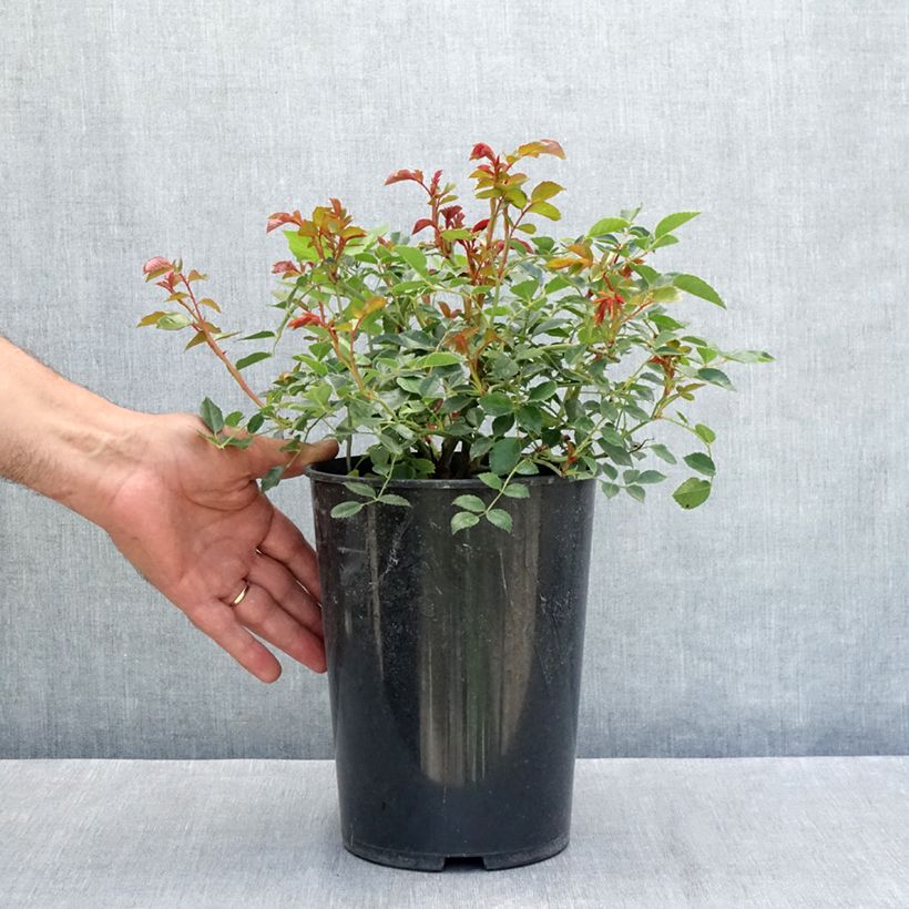 Spécimen de Rosier liane François Juranville Pot de 4L/5L tel que livré en été