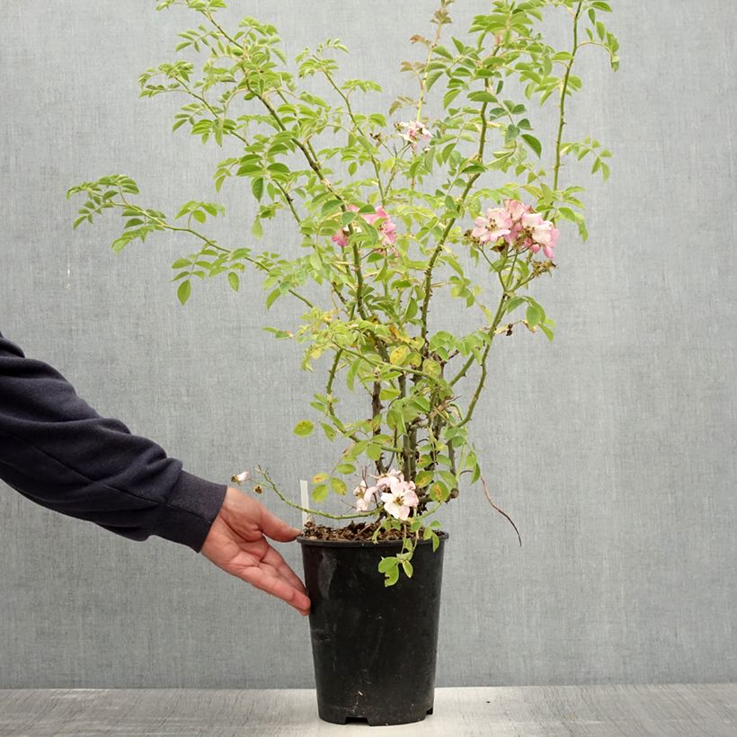 Spécimen de Rosier liane Kew Rambler Pot de 4L/5L tel que livré en été