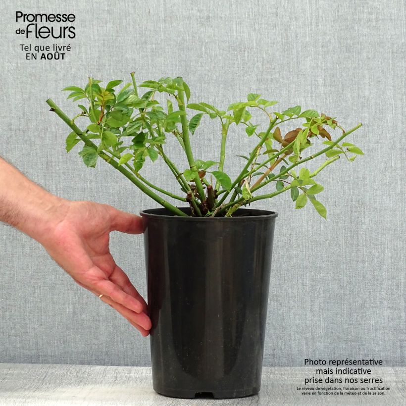 Spécimen de Rosier liane Maria Lisa Pot de 4L/5L tel que livré en été