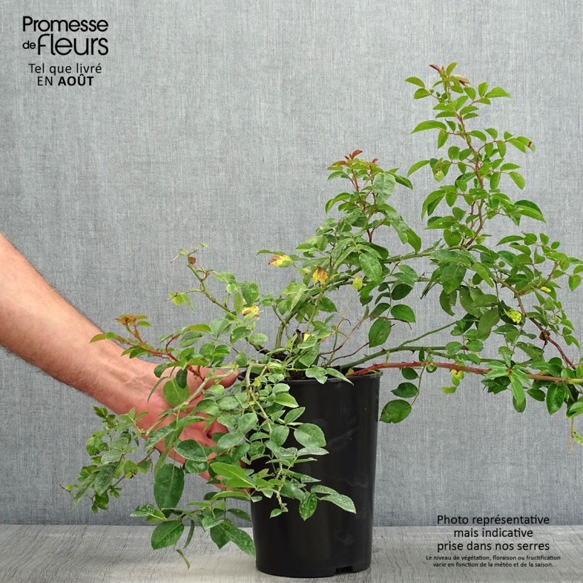 Spécimen de Rosier liane Paul Noel Pot de 4L/5L tel que livré en été