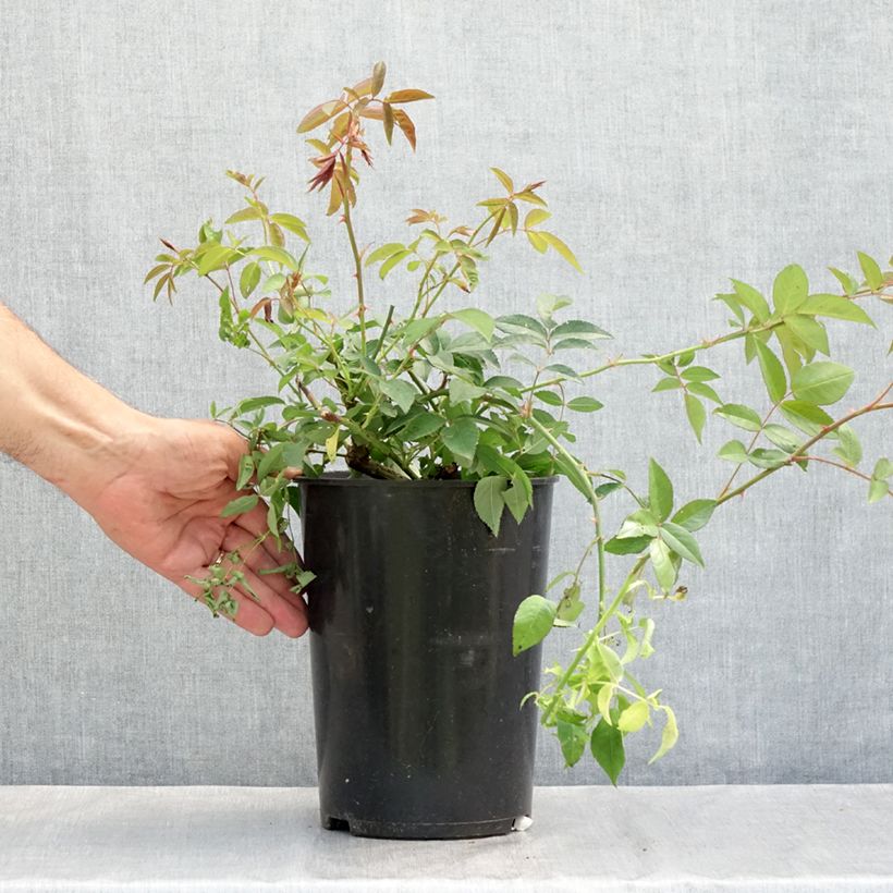 Spécimen de Rosier liane Paul's Himalayan Musk Pot de 4L/5L tel que livré en été