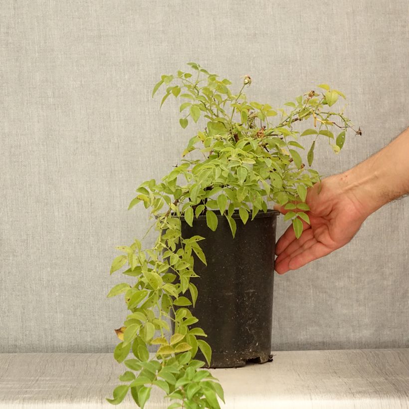 Spécimen de Rosier liane Sander's White Rambler en pot de 4L tel que livré en été