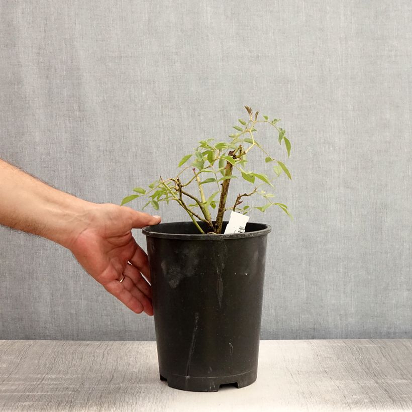 Spécimen de Rosier liane Wedding Day Pot de 4L/5L tel que livré en été