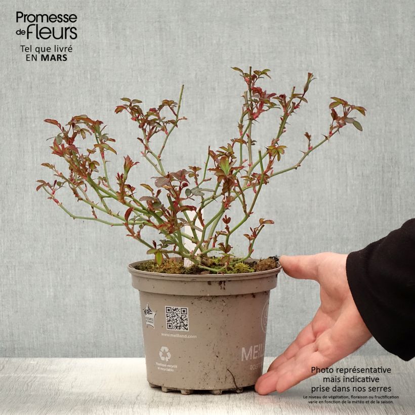 Spécimen de Rosier Meillandecor Pink Chantilly Meilevire Pot de 4L/5L tel que livré au printemps