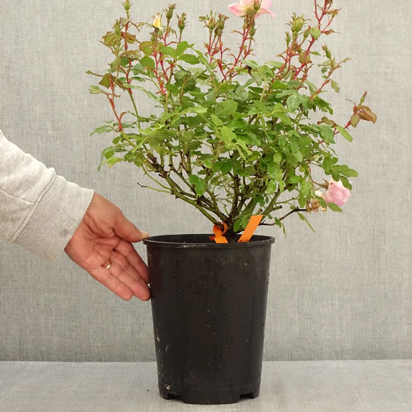 Spécimen de Rosier Meillandecor Pink Chantilly Meilevire Pot de 4L/5L tel que livré en été