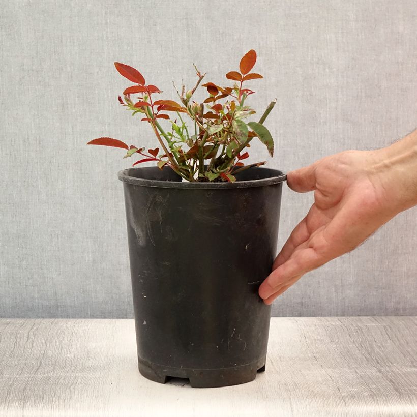 Spécimen de Rosier miniature Fête des Mères Orange (Orange Morsdag) Pot de 3L/4L tel que livré en été