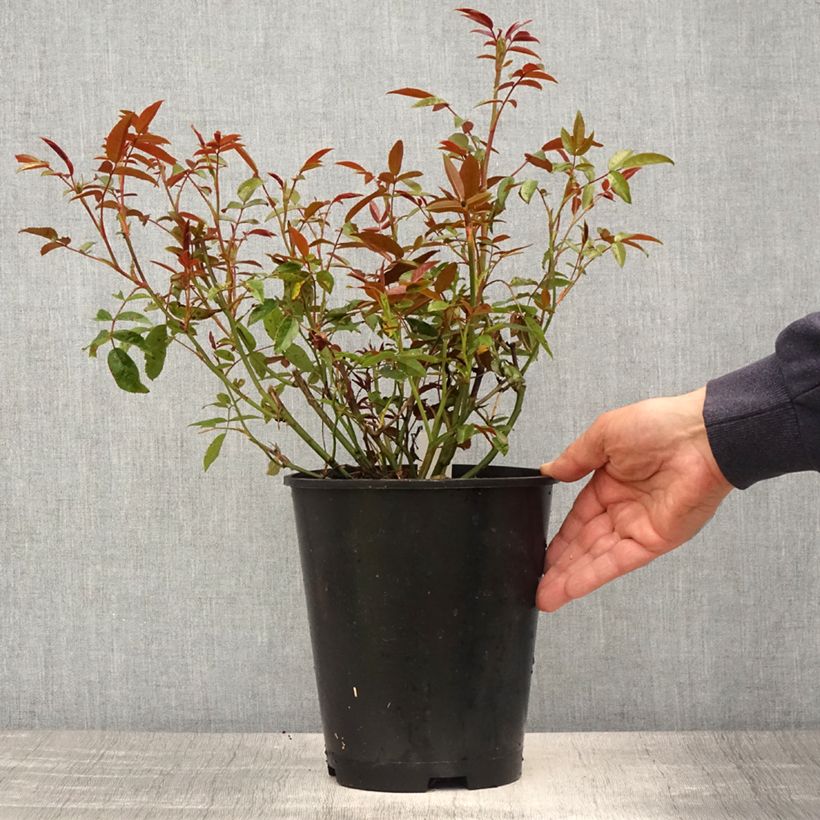 Spécimen de Rosier miniature Fête des Mères Orange (Orange Morsdag) - Pot de 3L/4L tel que livré au printemps