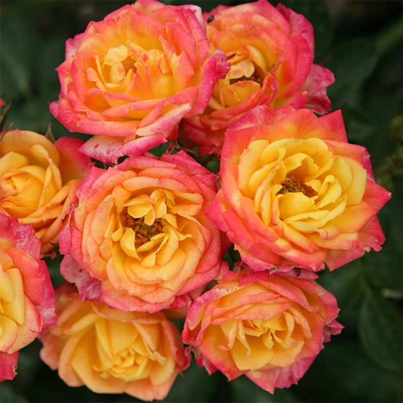 Rosier nain Little Sunset (Floraison)