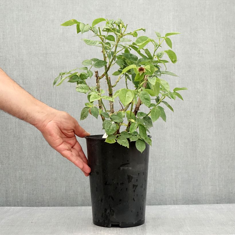 Spécimen de Rosier nain Bordure d'Or Pot de 2L/3L tel que livré en été