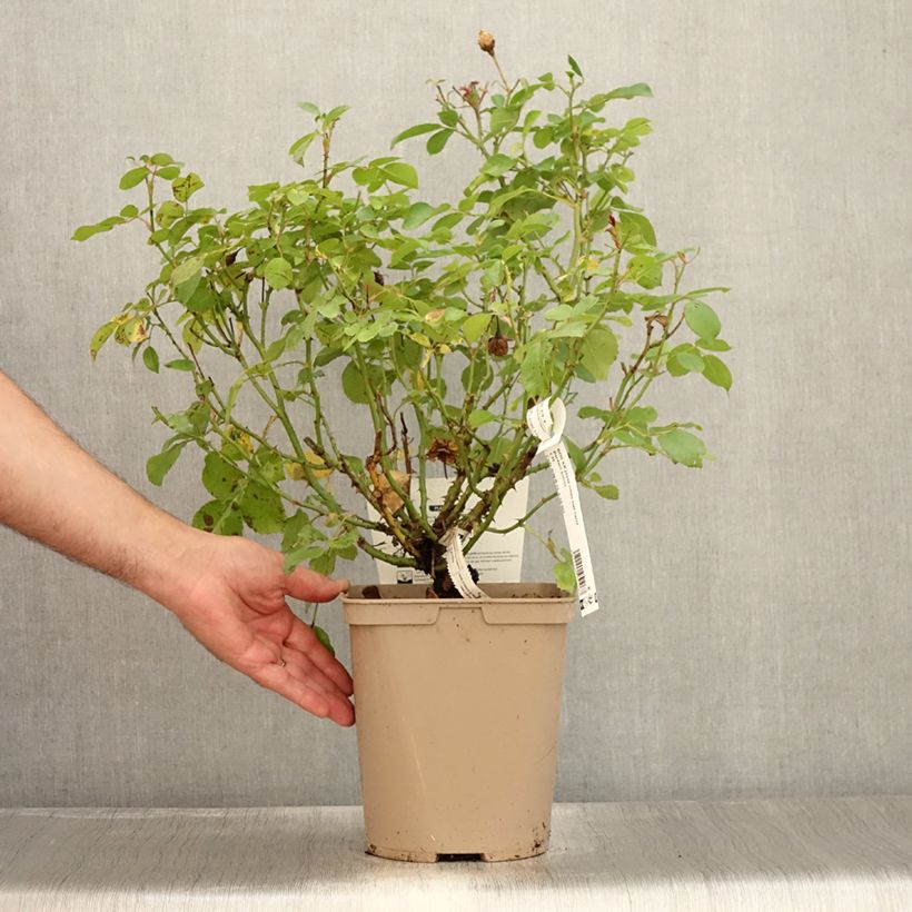 Spécimen de Rosier nain Bordure Nacrée Pot de 4L/5L tel que livré en été