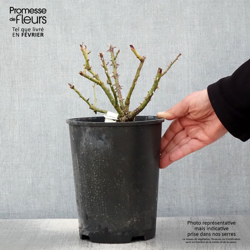 Spécimen de Rosier nain Bordure Vive Pot de 4L/5L tel que livré en hiver