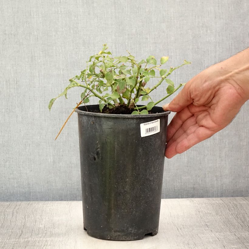 Spécimen de Rosier nain Charmant Pot de 2L/3L tel que livré en été