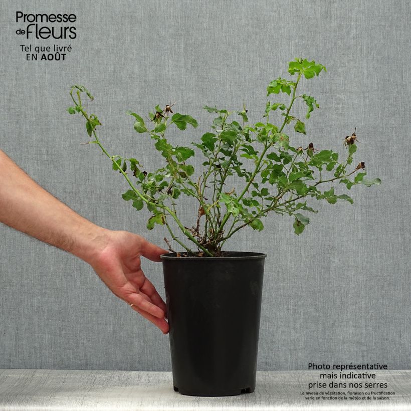 Spécimen de Rosier nain Cream Babylon Eyes Pot de 4L/5L tel que livré en été