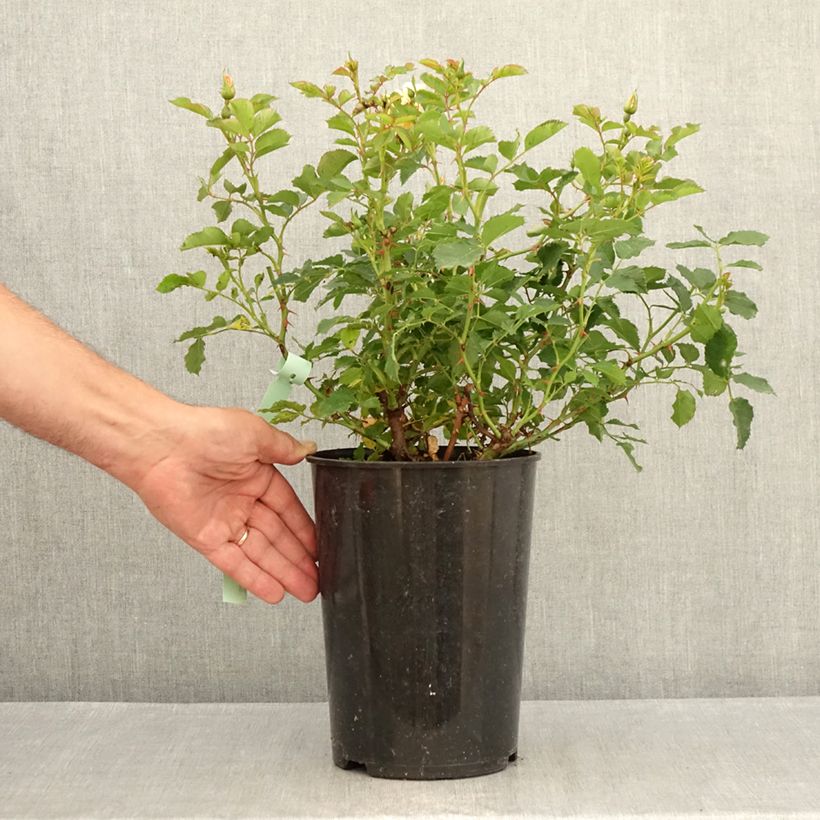 Spécimen de Rosier nain Fancy Babylon Eyes  Pot de 4L/5L tel que livré en été
