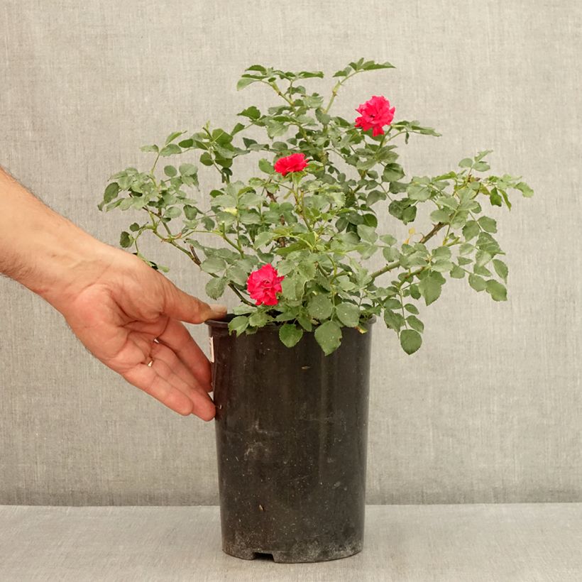 Spécimen de Rosier nain Fête des Mères Pot de 3L/4L tel que livré en été