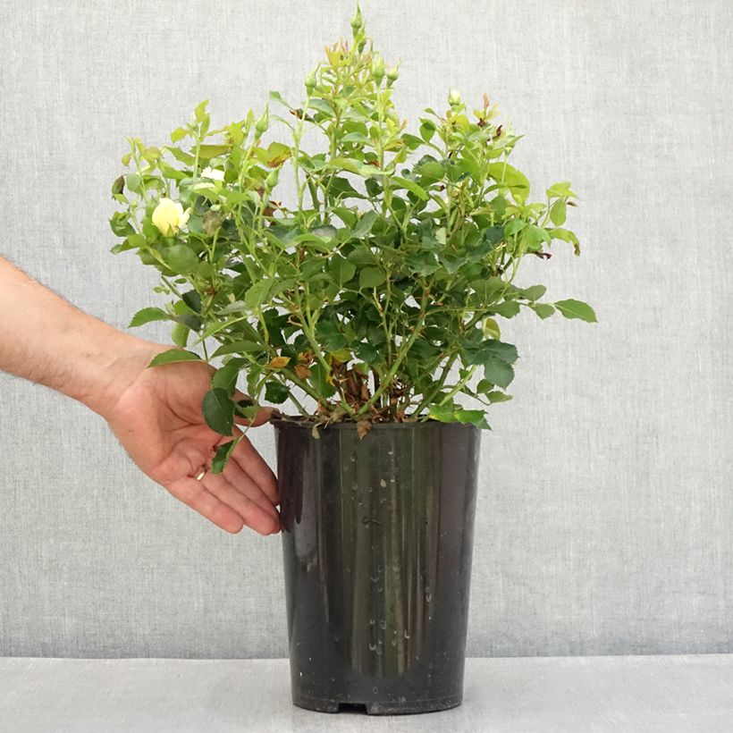 Spécimen de Rosier nain Glorious Babylon Eyes  Pot de 4L/5L tel que livré en été