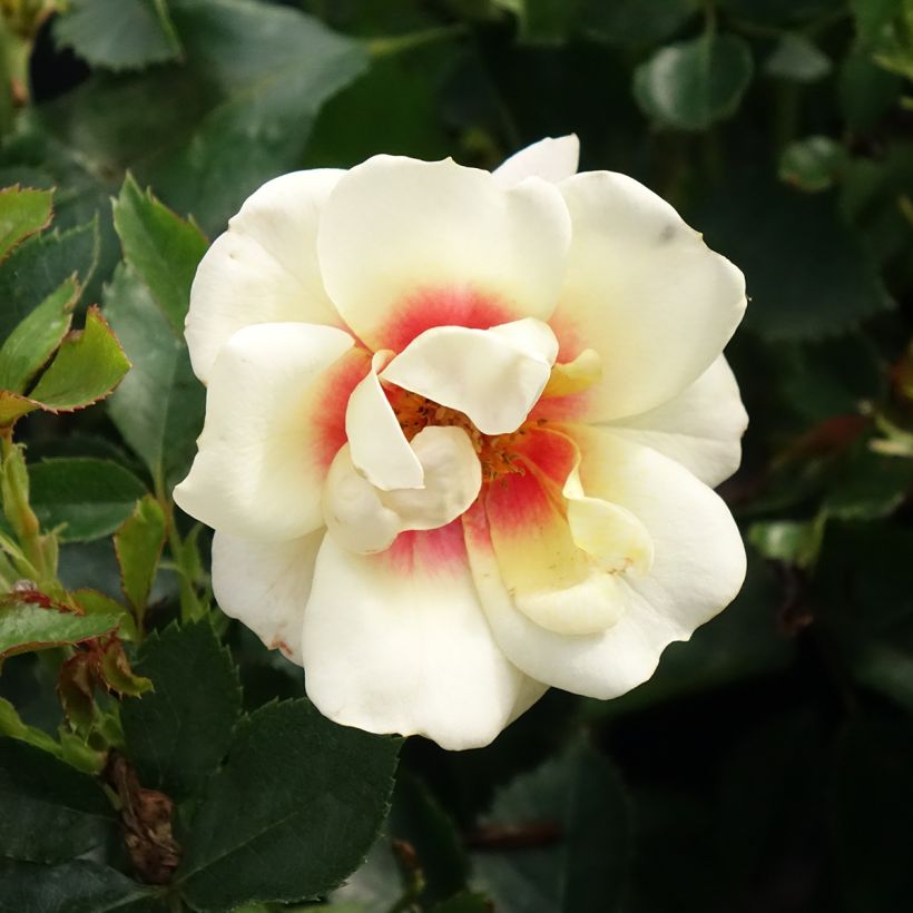Rosier nain Glorious Babylon Eyes (Floraison)