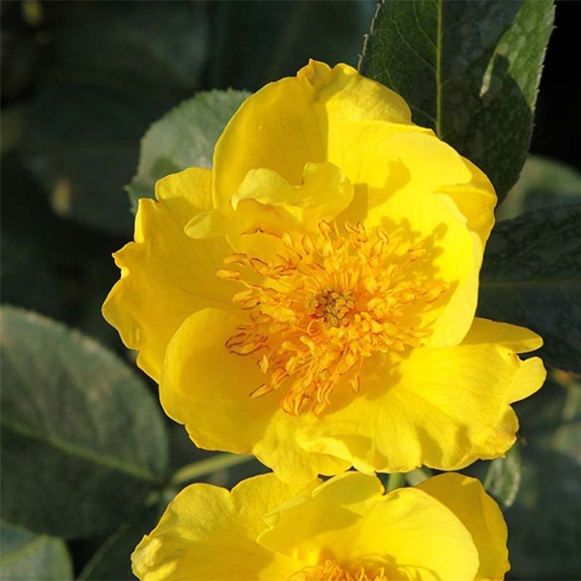 Rosier nain Lemon Fizz (Floraison)